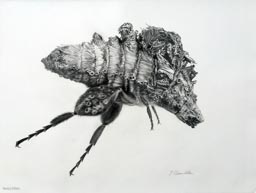 30 Nancy Dillen“Mite Bee”
graphite on Arches Platine paper
22.5”H x 30”W